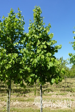 Corylus colurna