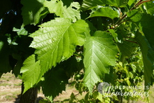 Corylus colurna