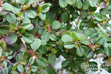 Cotoneaster dammeri 'Frieders Evergreen'