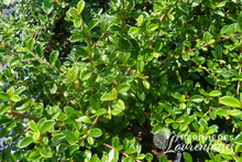 Cotoneaster dammeri 'Royal Carpet'