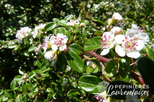 Cotoneaster dammeri 'Skogholm'