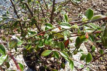 Cotoneaster franchetti