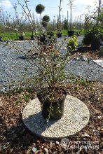 Cotoneaster franchetti