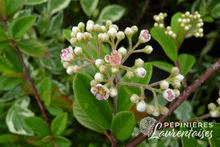 Cotoneaster franchetti