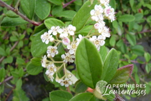 Cotoneaster lacteus