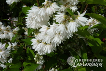 Deutzia scabra 'Candidissima'