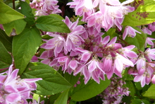 Deutzia x 'Tourbillon Rouge'
