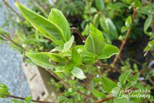 Deutzia x hybrida 'Mont Rose'