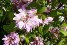 Deutzia x hybrida 'Mont Rose'