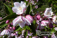 Deutzia x rosea 'Carminea'