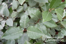 Eleagnus x ebbengei