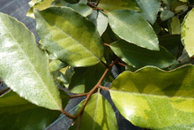 Eleagnus x ebbengei 'Eleador'®
