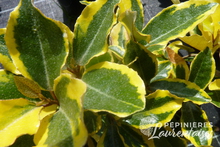 Eleagnus x ebbengei 'Gilt Edge'