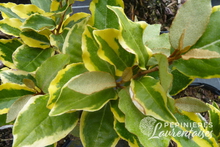 Eleagnus x ebbengei 'Viveleg'