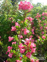 Escallonia Donard Radiance