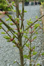 Euonymus alatus 'Compactus'