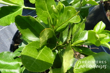 Euonymus fortunei 'Coloratus'