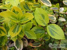 Euonymus fortunei 'Emerald Gold'