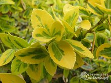 Euonymus fortunei 'Emerald Gold'