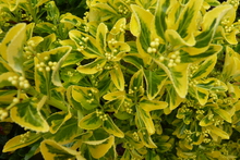 Euonymus fortunei 'Emerald Gold