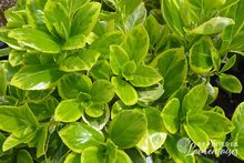 Euonymus japonicus 'President Gauthier'