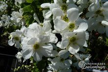 Exochorda macranthera 'The Bride'