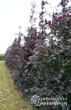 Fagus sylvatica 'Purpurea' de semis