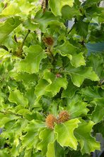 Fagus sylvatica 'Rohan Gold'