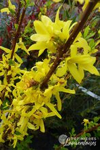 Forsythia x intermedia 'Spring Glory'