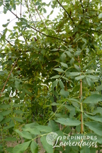 Fraxinus excelsior 'Aurea Pendula'