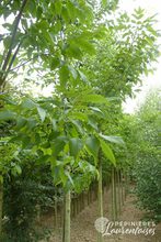 Fraxinus pennsylvanica 'Cimmaron'