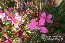 Gaura lindheimeri 'Siskiyou Pink'