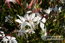 Gaura lindheimeri 'Whirling Butterflies'