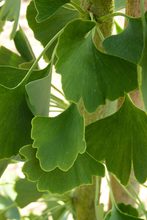 Ginkgo biloba 'Fairmount'