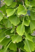 Ginkgo biloba 'Pendula'