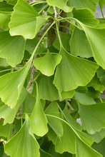 Ginkgo biloba 'Pendula'