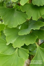 Ginkgo biloba