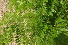 Gléditsia triacanthos 'Elegantissima'