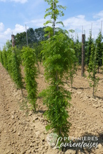 Gléditsia triacanthos 'Elegantissima'