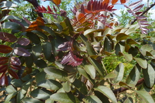 Gléditsia triacanthos 'Ruby Lace'