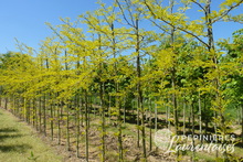 Gléditsia triacanthos 'Sunburst'