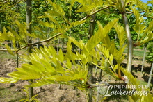 Gléditsia triacanthos 'Sunburst'