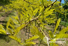 Gléditsia triacanthos 'Sunburst'