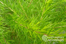 Grevillea Juniperina