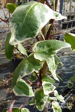 Hedera algeriensis 'Gloire de Marengo'