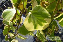 Hedera colchica 'Dentata Variegata'