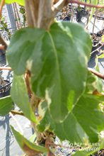 Hedera helix 'Glacier'