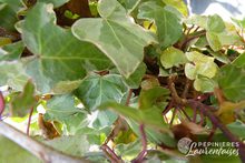 Hedera helix 'Glacier'