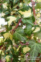 Hedera helix 'Oro di Bogliasco'