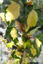 Hedera helix 'Yellow Ripple'
